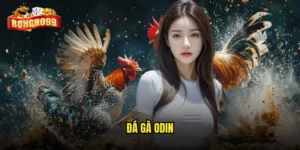 đá gà Odin