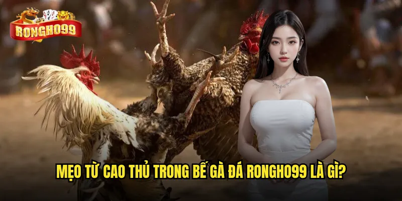 Bế gà đá Rongho99 đúng cách có giúp gà ra đòn mạnh hơn không? 3 Mẹo từ cao thủ trong bế gà đá Rongho99 là gì?
