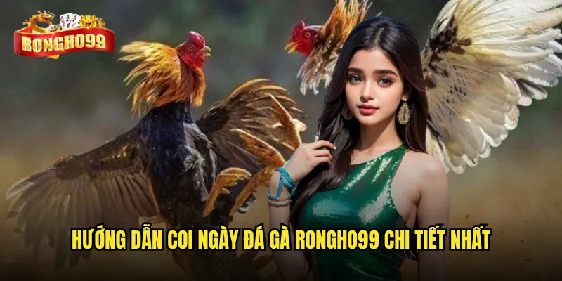 Coi ngày đá gà theo phong thủy tại Rongho99 có thật sự linh nghiệm? 3 Hướng dẫn coi ngày đá gà Rongho99 chi tiết nhất