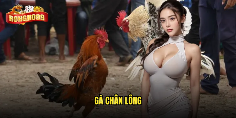 Gà chân lông 