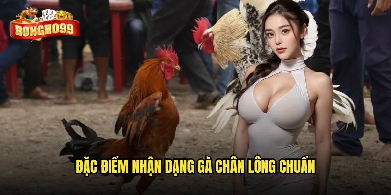 Giống gà chân lông tại Rongho99 có gì đặc biệt mà được ưa chuộng? 2 Đặc điểm nhận dạng gà chân lông chuẩn