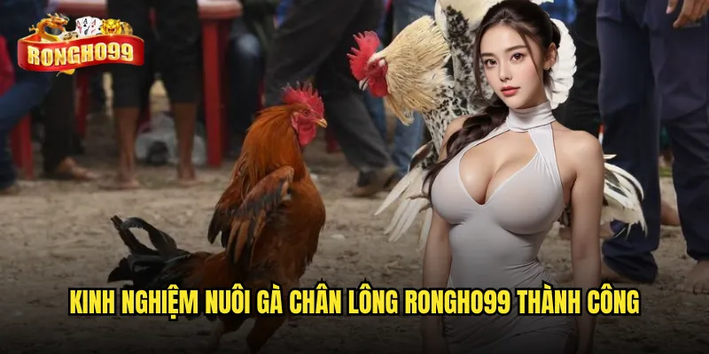 Giống gà chân lông tại Rongho99 có gì đặc biệt mà được ưa chuộng? 3 Kinh nghiệm nuôi gà chân lông Rongho99 thành công