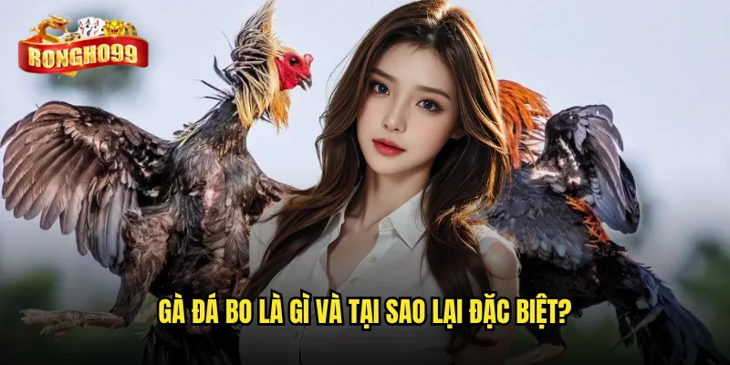 Nuôi gà đá bo theo cách Rongho99 có thực sự tạo ra những chiến binh bất bại? 2 Gà đá bo là gì và tại sao lại đặc biệt?