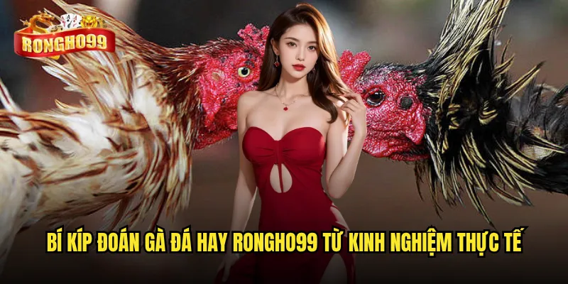 Có phải ai cũng có thể đoán gà đá hay như những chuyên gia tại Rongho99? 3 Bí kíp đoán gà đá hay Rongho99 từ kinh nghiệm thực tế